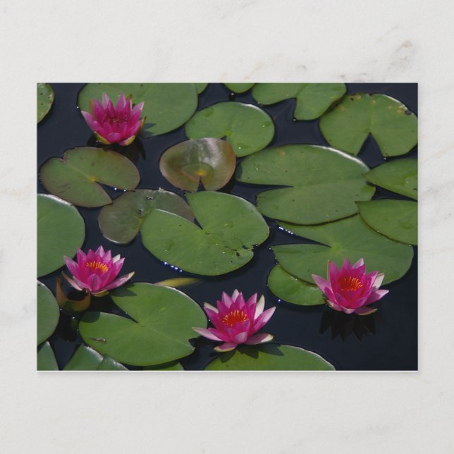 Magenta Lotus Wasserlilie Postkarte (Vorderseite)