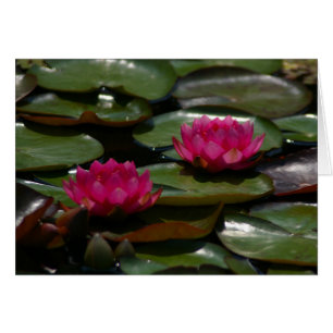 Magenta Lotus Wasserlilien
