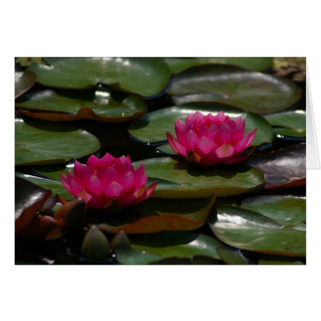 Magenta Lotus Wasserlilien (Vorderseite (Horizontal))