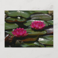 Magenta Lotus Wasserlilien