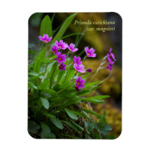 Magenta Maguire Primrose Wildblume © Sandy Long