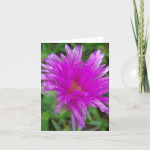 Magenta Pigface Karte