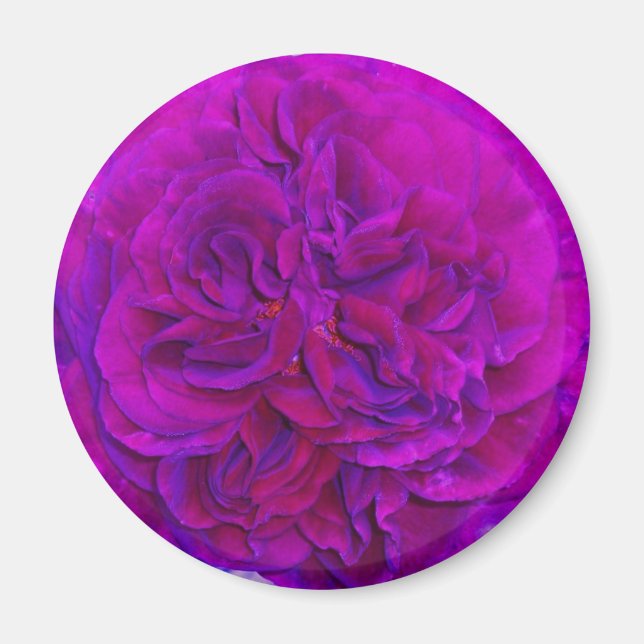 Magenta Rose Puff Magnet (Vorne)