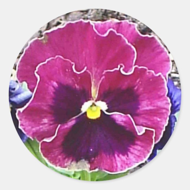 Magenta und Violet Pansy Sticker (Vorderseite)