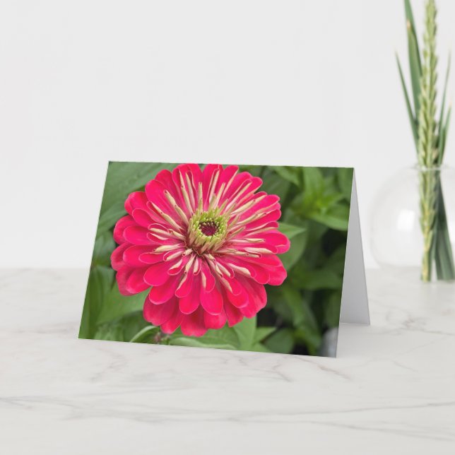 Magenta-Zinnien-Leerkarte Dankeskarte (Vorderseite)