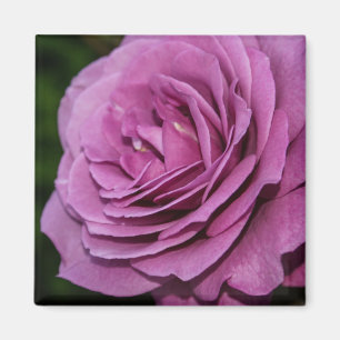 Magentarote Garten-Rose Magnet
