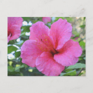 Magentarote Hibiskus-Postkarte Postkarte