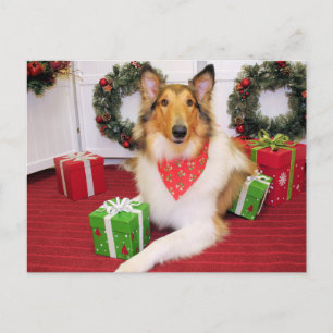 Maggie - Collie - Donohoo Postkarte