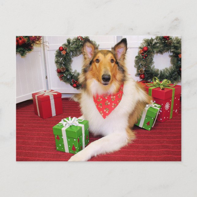 Maggie - Collie - Donohoo Postkarte (Vorderseite)