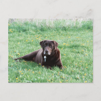 Maggie der Schokolade Labrador Postcard Postkarte