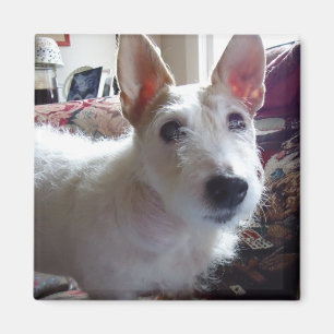 Maggie Mae Magnet