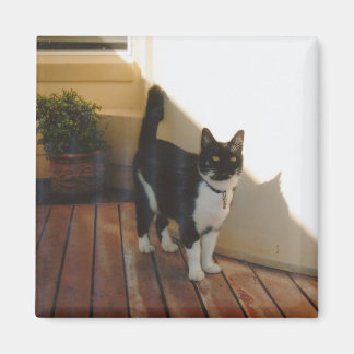 Magic Cat - Individuell Magnet