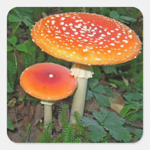 Magic Mushrooms Quadratischer Aufkleber