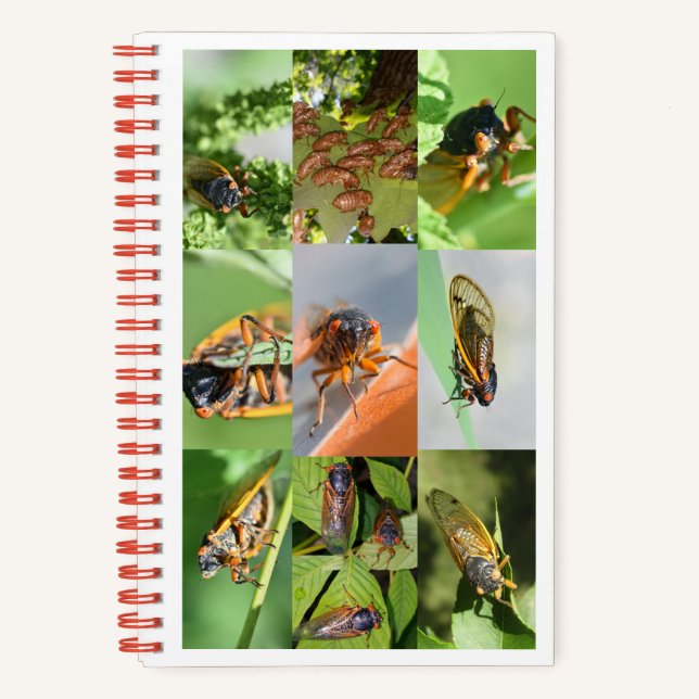 Magicicada Cicada-Notebook für 2024 Notizbuch (Vorderseite)