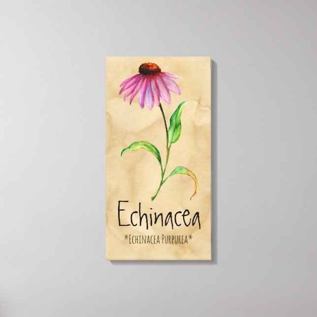 Magische Pflanze Echinacea 13.22'' x 25.52'' Leinw Leinwanddruck (Vorderseite)