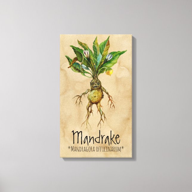 Magische Pflanze Mandrake 1 12.84'' x 21.93'' Lein Leinwanddruck (Vorderseite)