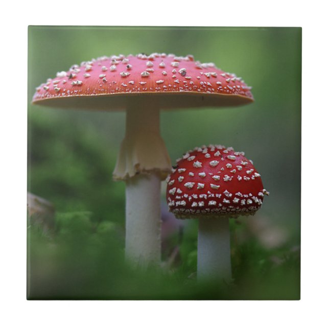 Magische Pilze Fliese (Vorderseite)