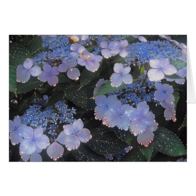 Magischer Abend Hydrangea (Vorderseite (Horizontal))