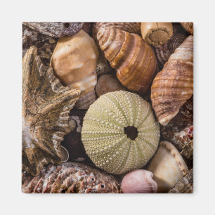 Magner für gemischte Muscheln Magnet