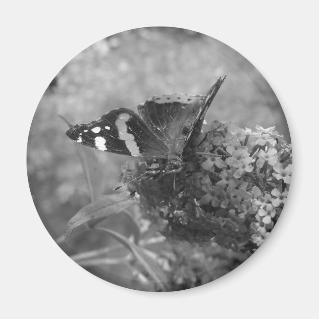 Magnet - Admiral Butterfly (Vorne)