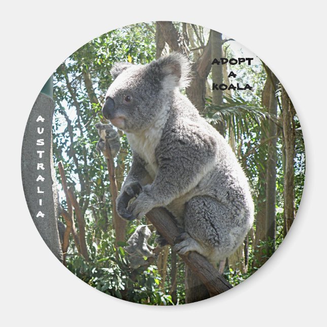 Magnet Adoptierte A Koala Australien ZIZAGO (Vorne)