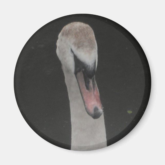Magnet Baby Swan Face (Vorne)