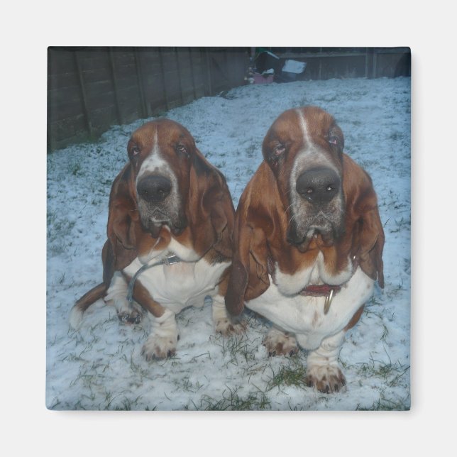 Magnet Basset Hound Brothers (Vorne)
