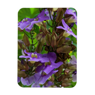 Magnet - blauer Ingwer