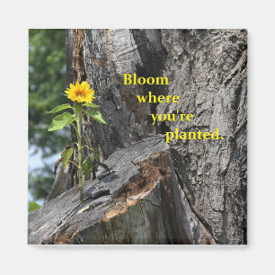 Magnet - Blüte, wo Sie gepflanzt sind