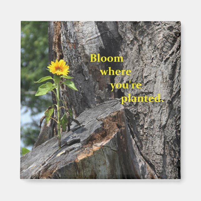 Magnet - Blüte, wo Sie gepflanzt sind (Vorne)