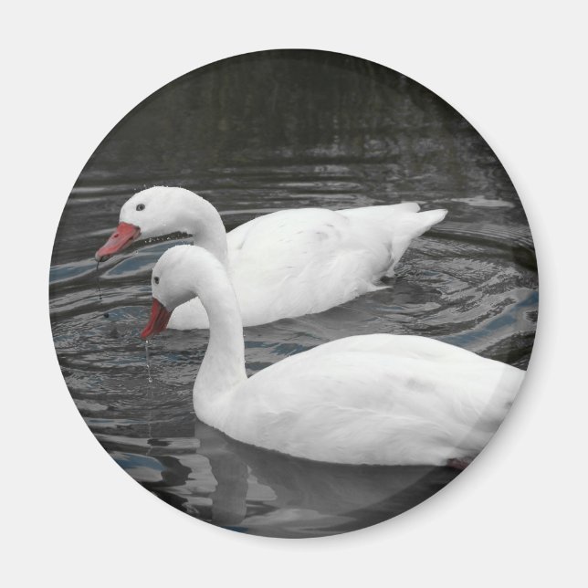 Magnet - Coscorba Swan Pair (Vorne)