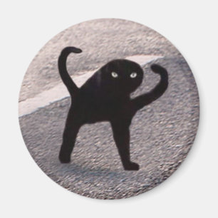 Magnet Cursed Cat Meme