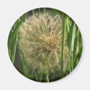 Magnet - Dandelion Puff Ball