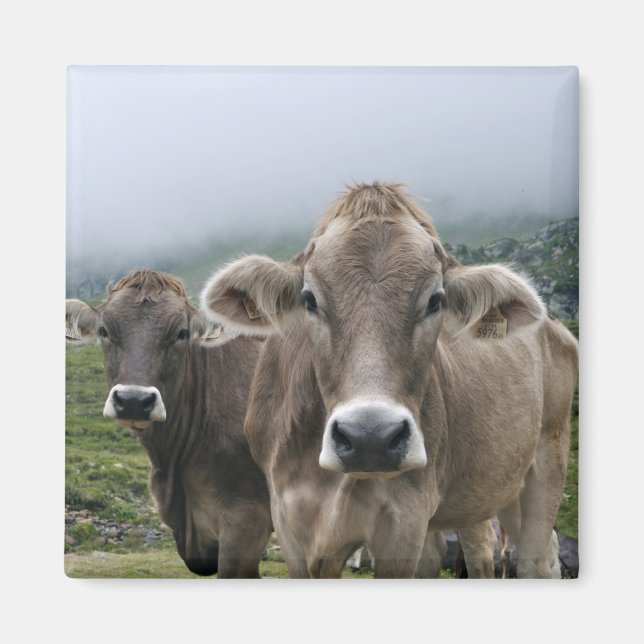 Magnet der Alpenkühe (Vorne)