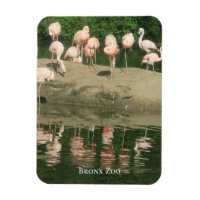Magnet - der Flamingos im Zoo von Bronx
