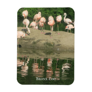 Magnet - der Flamingos im Zoo von Bronx