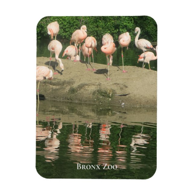 Magnet - der Flamingos im Zoo von Bronx (Vertikal)