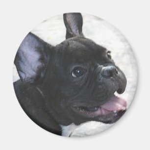Magnet der französischen Bulldogge
