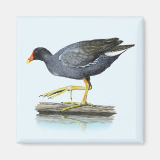 Magnet der Gallinule (Moorhen)