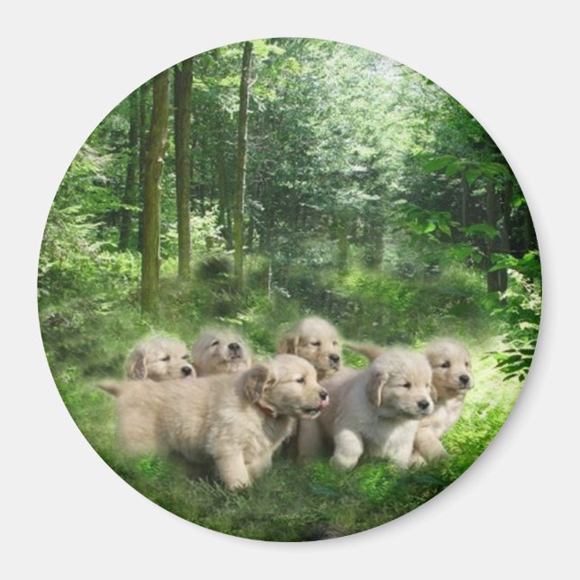 Magnet der goldenen Welpen (Vorne)