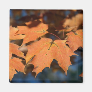 Magnet der Herbstleere