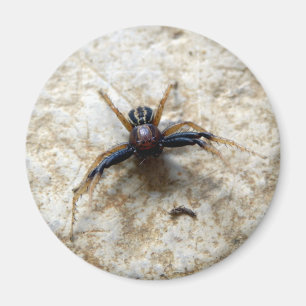 Magnet der männlichen Ground Crab