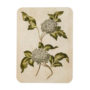 Magnet der Vintagen botanischen Rose