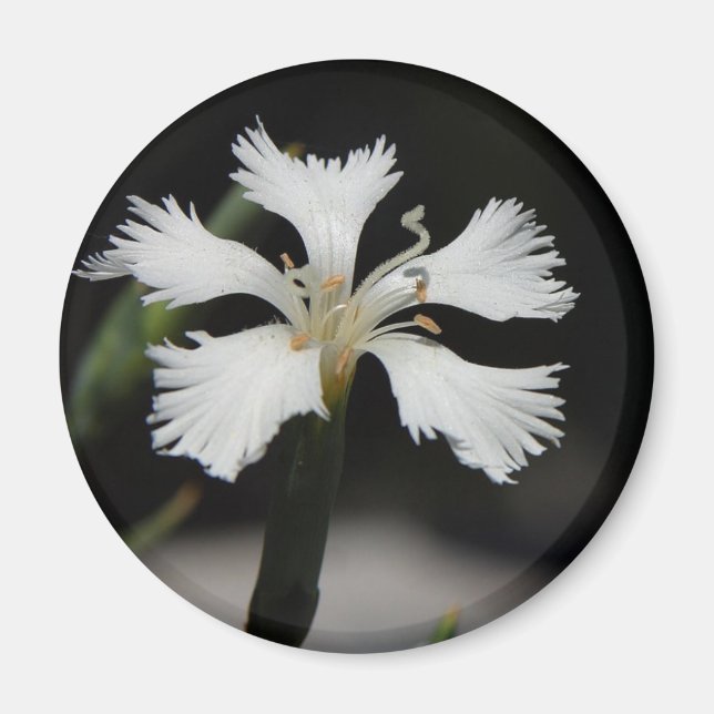 Magnet der weißen Blume (Vorne)