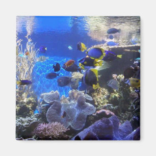 Magnet des Aquariums 2
