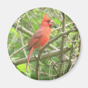 Magnet des nördlichen Kardinals