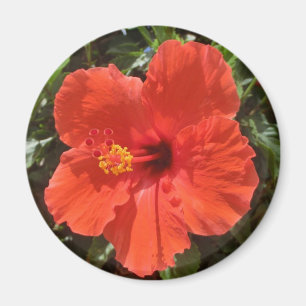 Magnet des roten Hibiskus