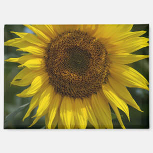 Magnet - Die gelbe Sonnenblume 