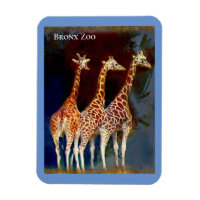 Magnet - die Giraffen im Zoo von Bronx