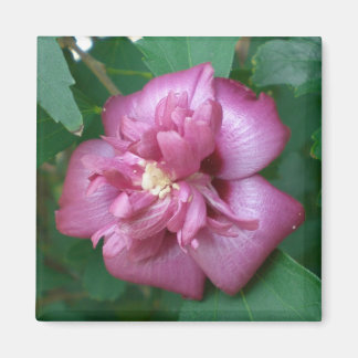 Magnet einer Rose Sharons beginnt zu blühen